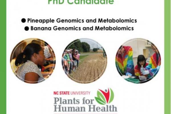 PhD Candidate